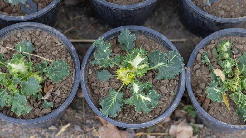 Ornamental cabbage flower seedlings top angle view