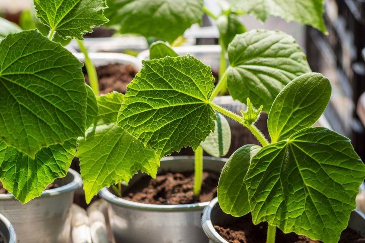Growing cucumber seedlings in cups