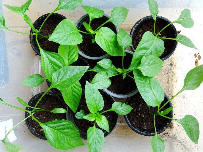 bell pepper and pepper seedlings grown indoors in a plastic container for sufficient heat