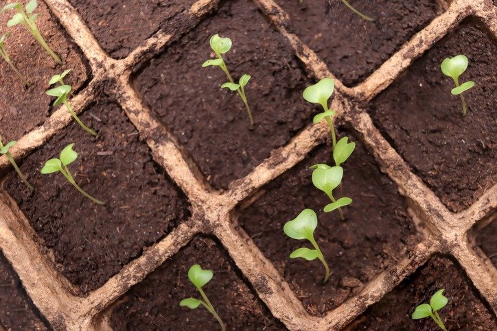 Seedlings of early cabbage in pots in the tray