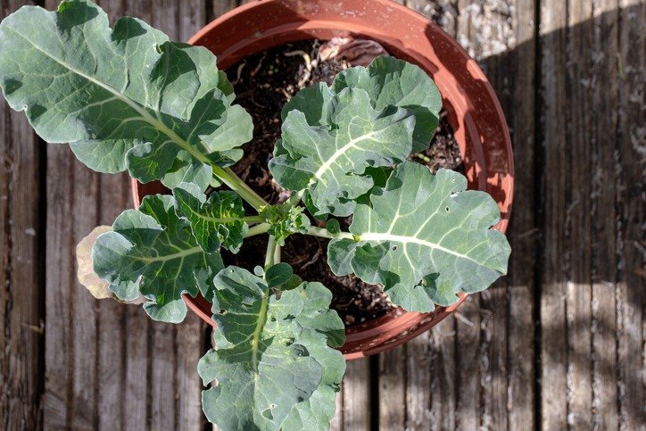 Young broccoli plant in a pot. Shot from above