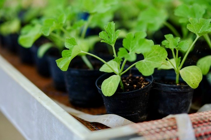 Young watermelon plants growing in seed trays inside greenhouse
