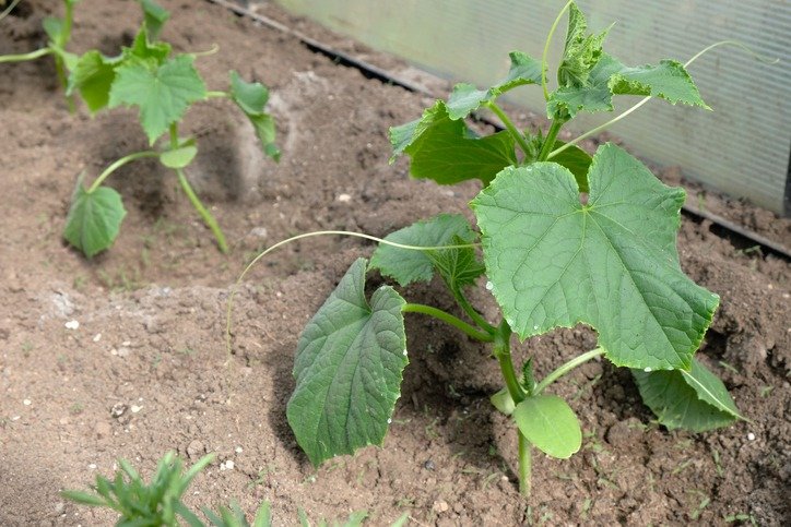 Cucumber seedlings in a greenhouse close-up, home gardening