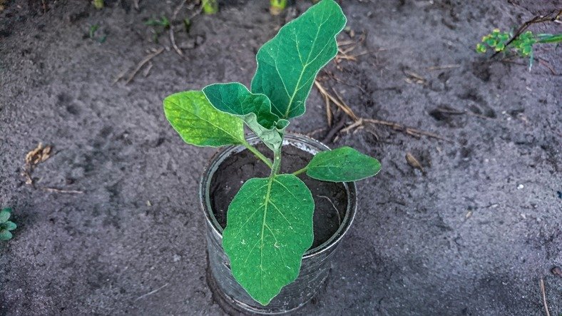 Eggplant Seedlings in a Metal Pot Against the Soil Background