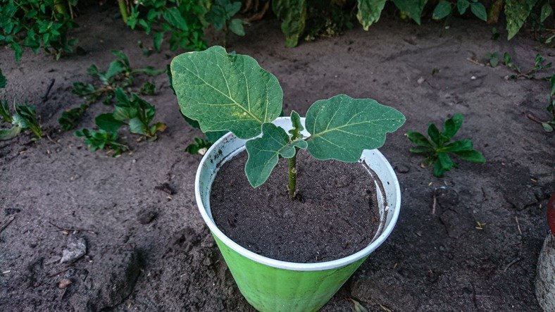 Young Eggplant Seedling Growing in a Green Pot in a Home Garden
