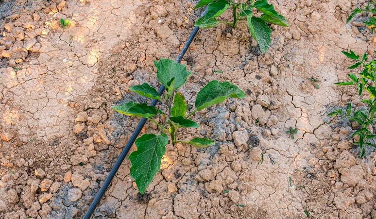 Young eggplant plants with a drip irrigation system.