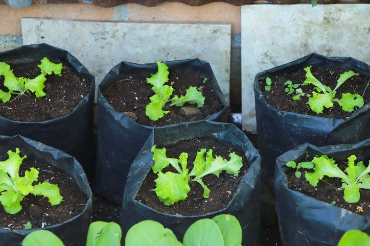lettuce is planted in a black polybag