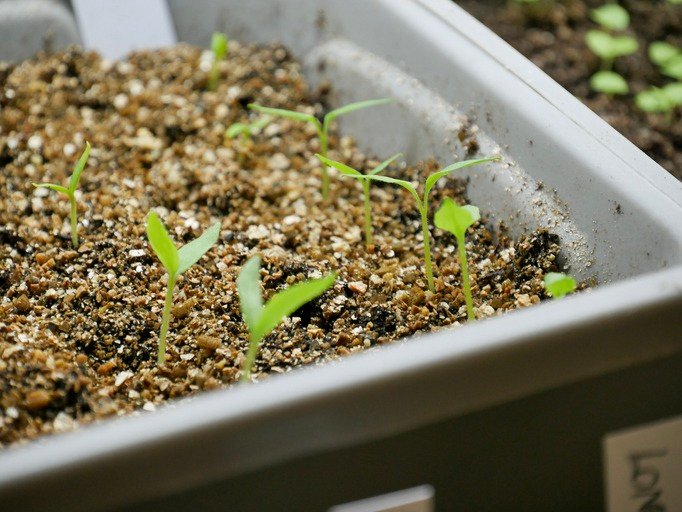 Eggplant seedlings
