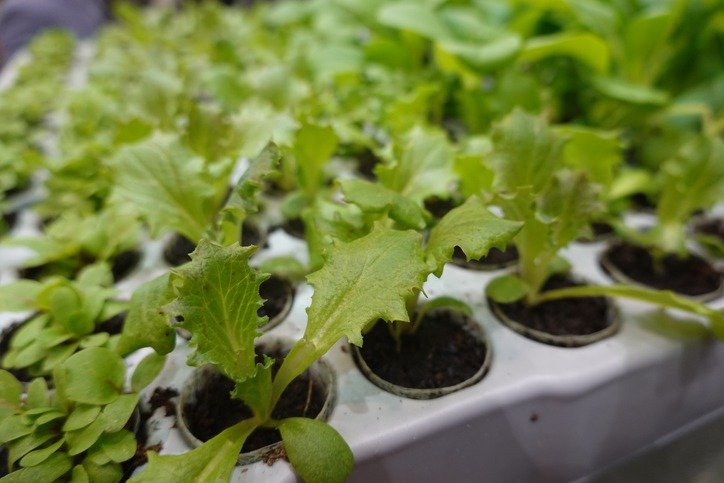 Young green lettuce seedlings growing in pots with soil, seed starting supplies