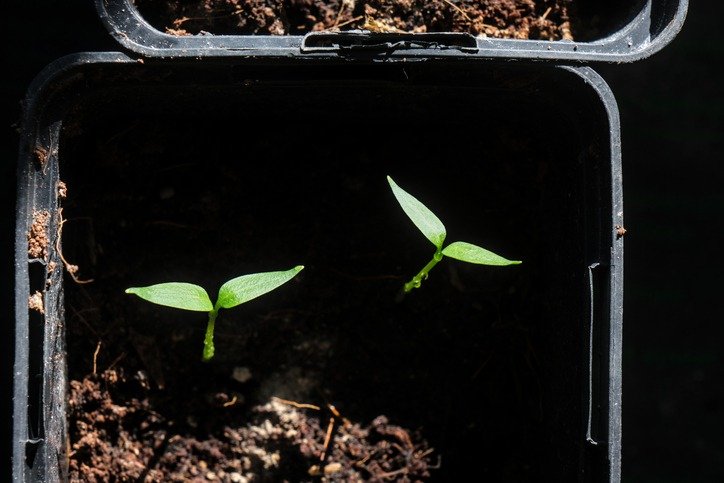 Young chili and pepper seedlings in small pots with soil, showcasing fresh green leaves and growth.