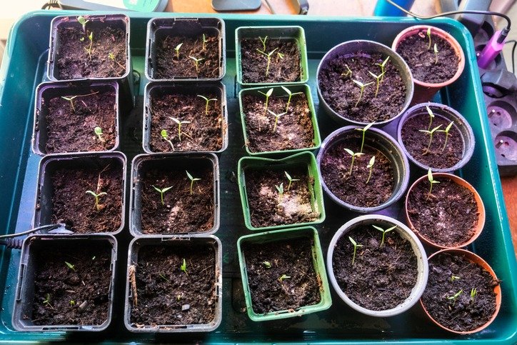 Young chili and pepper seedlings in small pots with soil, showcasing fresh green leaves and growth.