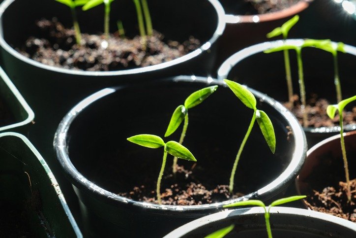 Young chili and pepper seedlings in small pots with soil, showcasing fresh green leaves and growth.