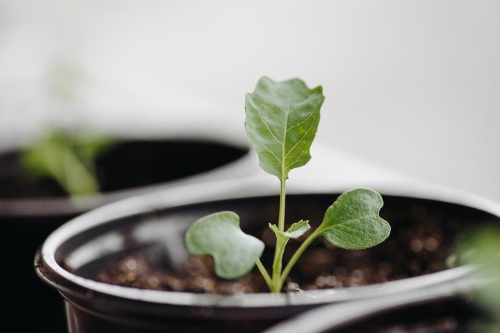 green seedlings in black pots on windowsill