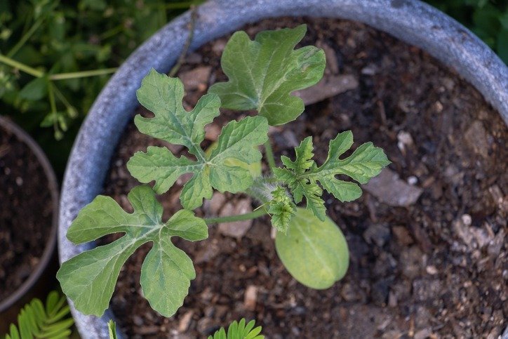 Young Watermelon Plant in Pot with Green Leaves and Fresh Growth