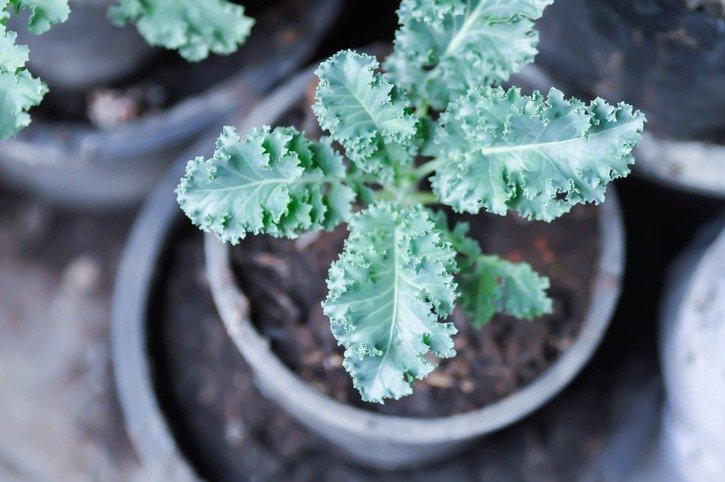 Kale , Brassicaceae or Brassica Oleracea plant