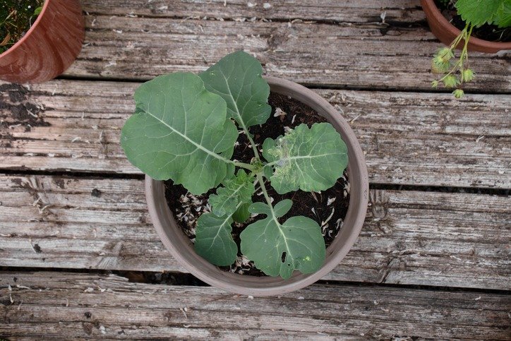 broccoli plant in a flower pot shot from above