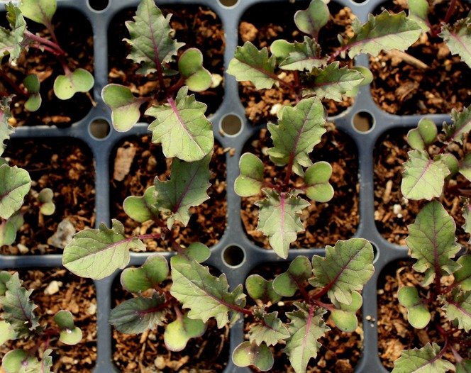 Organic Kale Seedlings