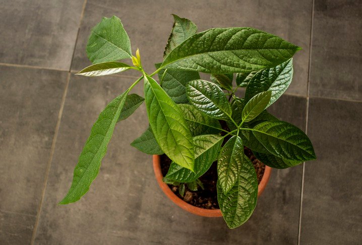 Juicy avocado leaves