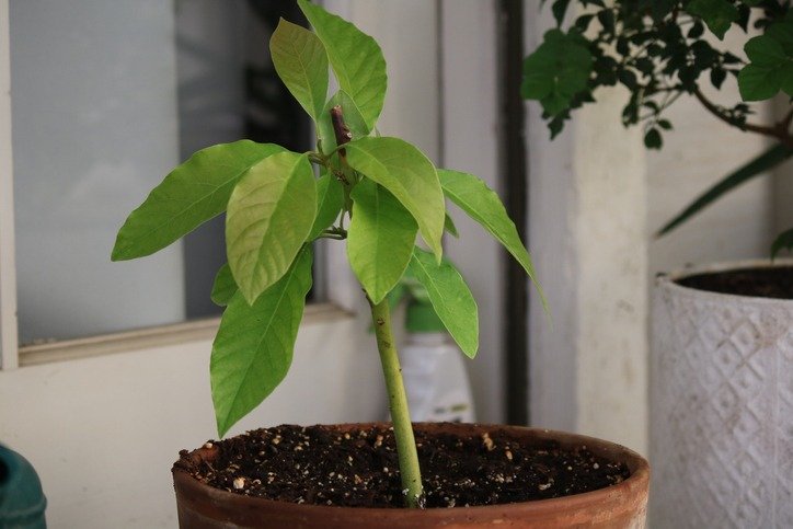 Baby avocado plant