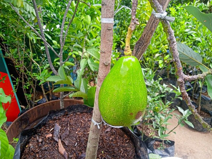 photo of avocado seeds on a tree