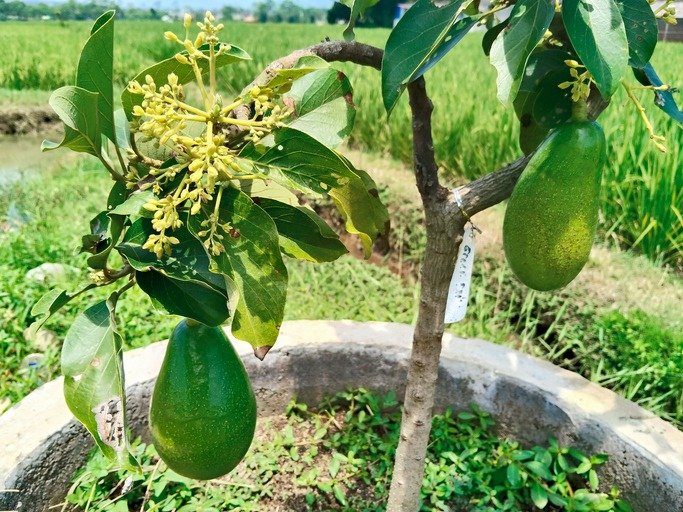 Fresh organic avocados growing on a healthy tropical tree