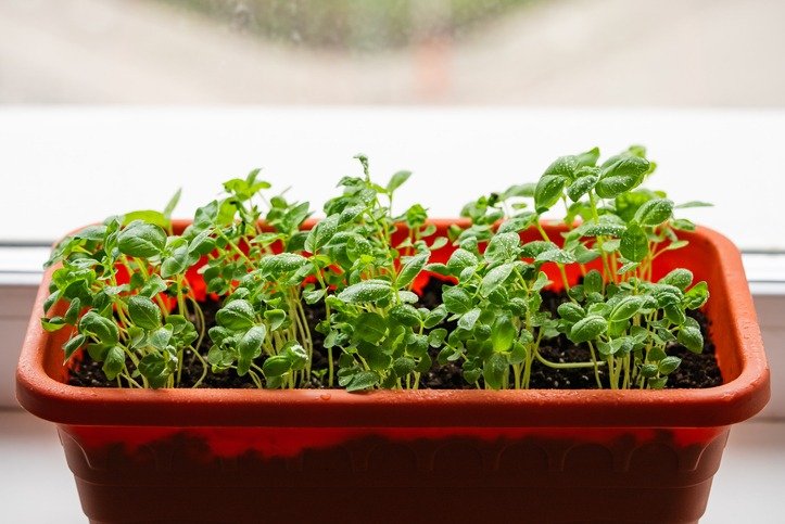 Fresh basil sprouts growing in pot on windowsill