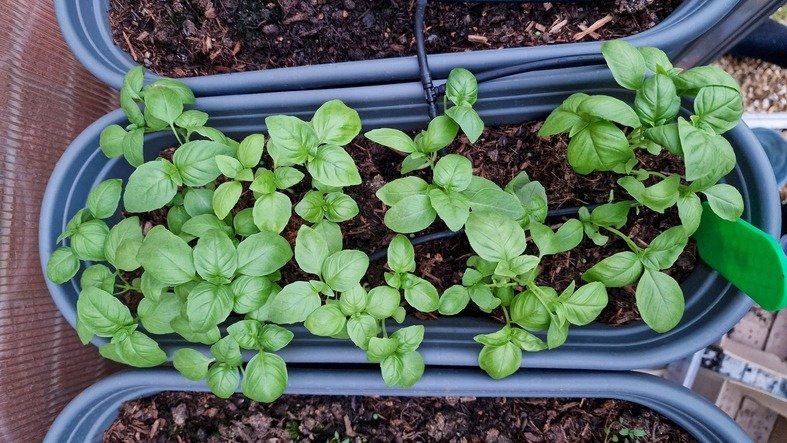 Small basil plants growing in pots