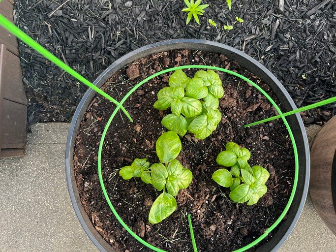 Sweet Basil Plant