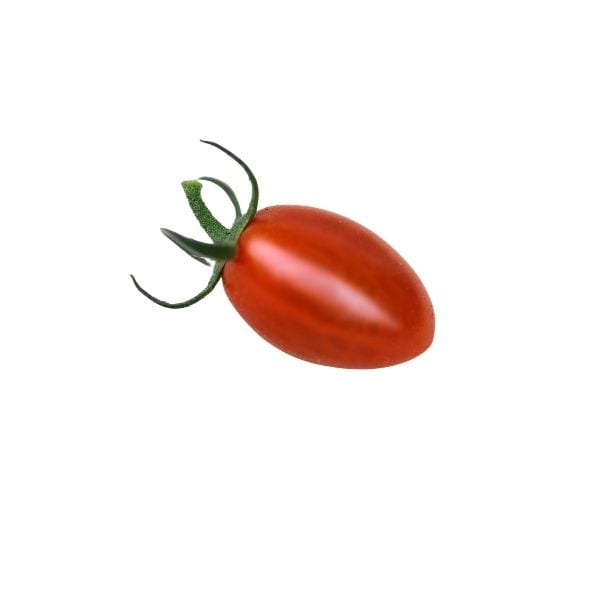 שתיל עגבניה תמר