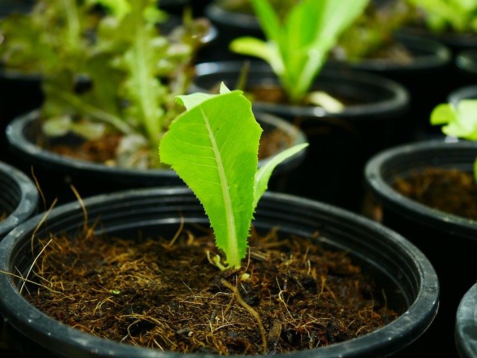 Corn seedling