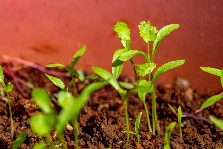 sprouting coriander plants.