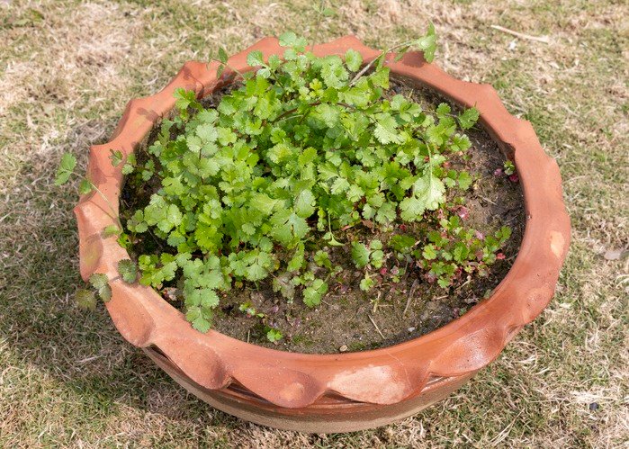 Cilantro Plant in a Clay Pot in Garden. Kitchen gardening concept.