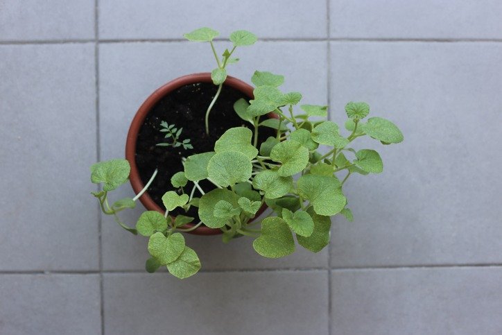 Melon sprouts tend towards the sun.