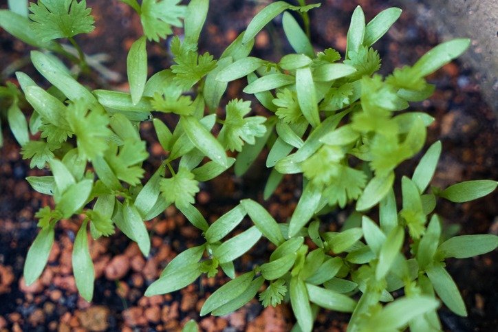 Young Green Leaves of Coriander