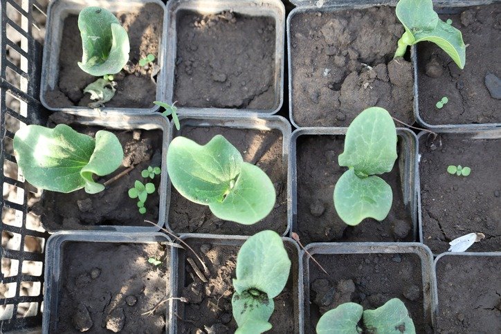 The photo shows young zucchini seedlings in individual pots, ready for planting, emphasizing the process of growing vegetables on a Ukrainian farm or garden.