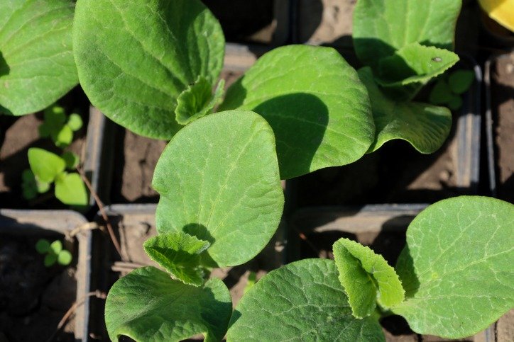 A close-up of young zucchini seedlings in plastic pots, ready for transplanting. The large, green leaves look healthy and juicy, and the sunlight creates distinct shadows.