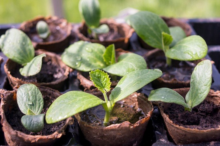 Courgette (Zucchini) seedlings growing,in biodegradable fiber pots waiting to be planted out.