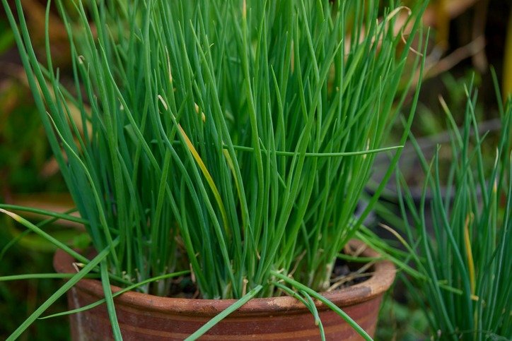 Spring onion growth in potted plant