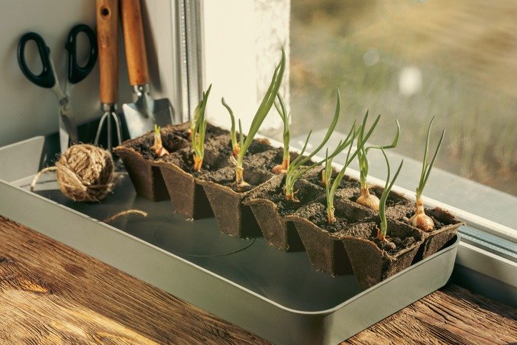 Spring onions seedlings in peat pots and hand garden tools on a windowsill at home, copy space.