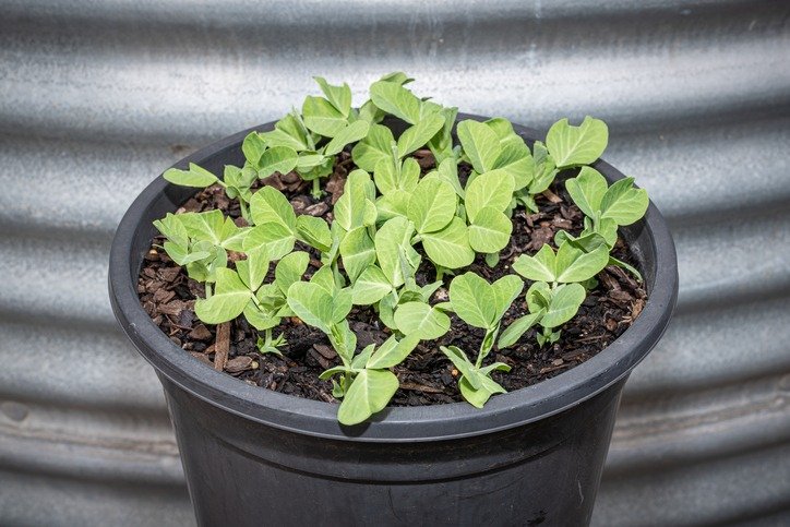 Pea Seedlings Container