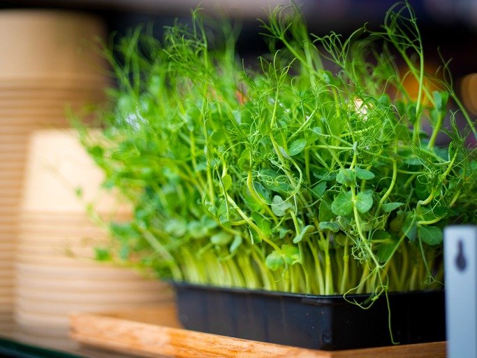 Fresh green pea sprouts in a black tray at a sushi restaurant in Copenhagen, Denmark