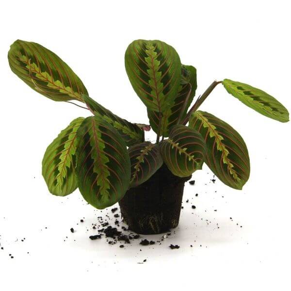 maranta (2) (1) מרנטה