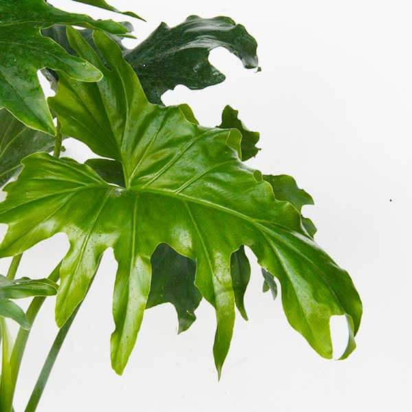 biphi-philadendron (1) ביפי פילדנדרון