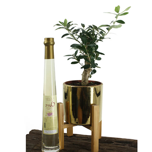 olive-tree