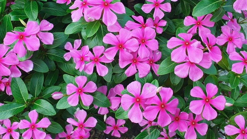 Beautiful Rosy Red Periwinkle Flower Blossom in Roof Top garden. Pink flowers background.
