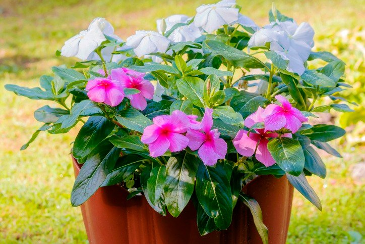 Catharanthus flower in a plastic pot in a garden plot.