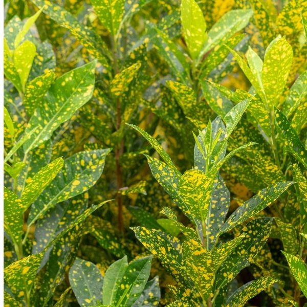 Speckled Croton Plant קרוטון מנוקד