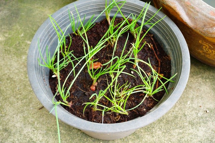 Spring onions growing in the soil