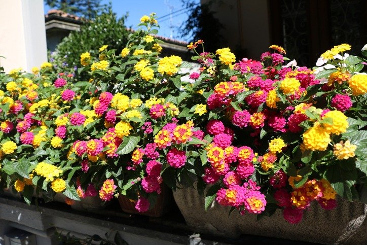 Yellow and pink flowering lantana camara on the balcony