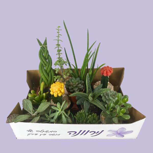 mix -succulents (1)